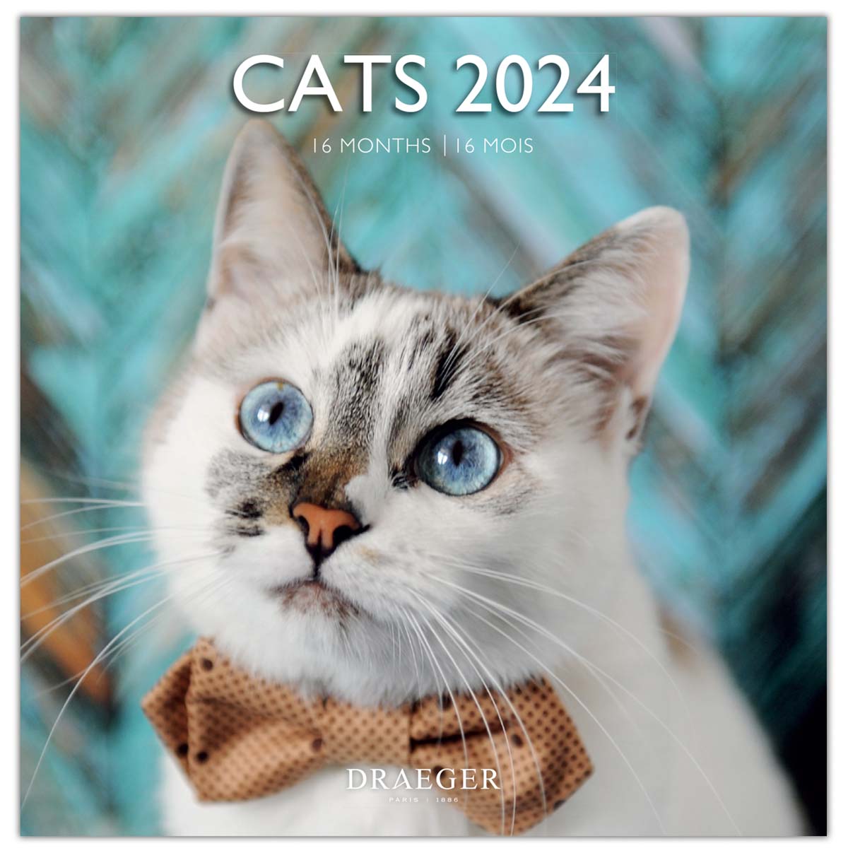 Calendrier des grands Cats 2024